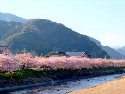 河津桜まつり【2016】