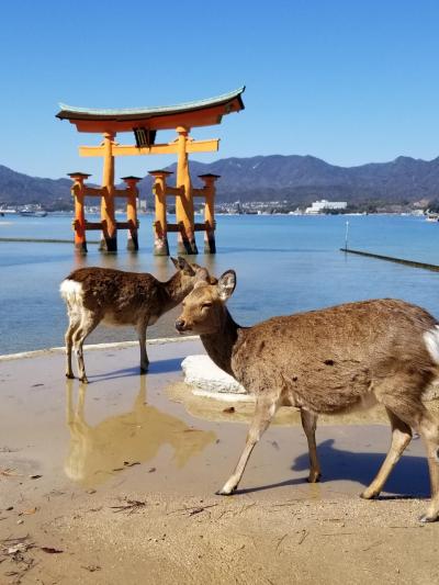 広島クラウンプラザホテル、酔心のかき料理と宮島観光