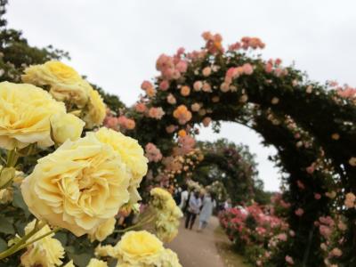 インスタ映えのバラの世界へイン