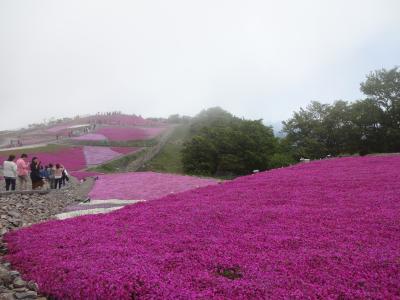 天竜奥三河国定公園茶臼山高原の芝桜と奥殿陣屋のポピーの花の旅
