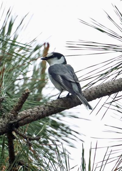 野鳥撮影記録・２０１８年５月舳倉島その５（最終）