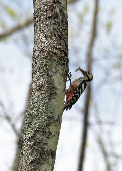 野鳥撮影記録・２０１８年5月　戸隠