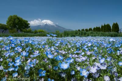２０１８年山中湖ロッジ滞在記（１）　山中湖村周辺は花盛り、夜な夜な富士五湖を巡り星空撮影