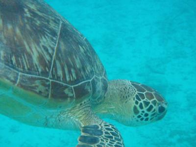 渡嘉敷島回顧録 ２０１４