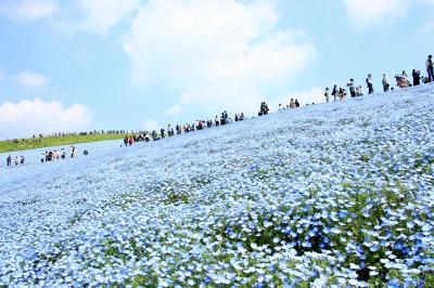 春のひたち海浜公園　ネモフィラの丘と色鮮やかなチューリップ畑