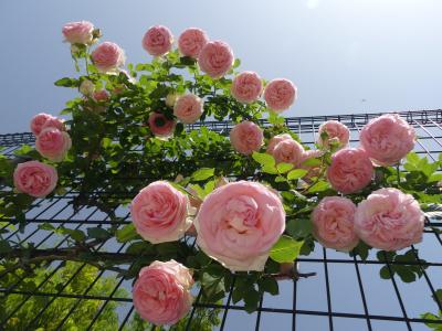 玉村町北部公園のバラ_2018_やや見頃過ぎですが、綺麗な花も沢山あります。（群馬県・佐波郡）