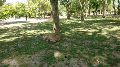 奈良公園と鹿