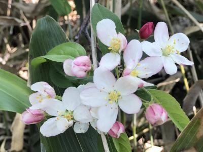 陽気に誘われて  ワラビを採りに‥