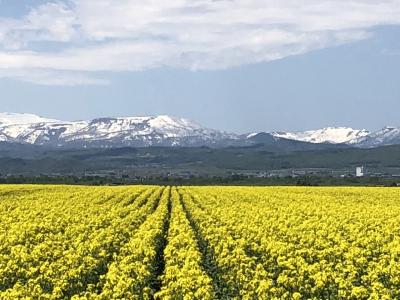 春の北海道は花満開