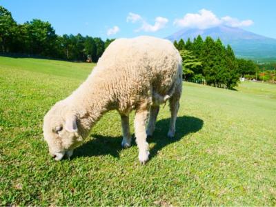 朝霧高原☆大草原と牧場と女2人旅