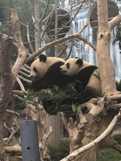 2018 LCCでいざマカオ!④~3日目、路線バスでぶらりパンダとコロアン編