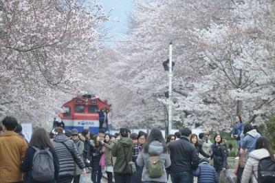 暖かい春にはココ！昌原(チャンウォン)桜の名所