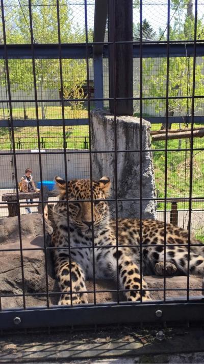 北海道旅行 旭山動物園～美瑛