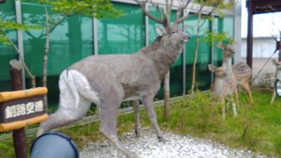 【レンタカーなし旅】ＪＡＬどこかへマイル！で釧路☆☆☆釧路～阿寒～北見の弾丸トラベル（上）