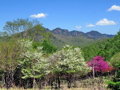 満開のツツジを求めて袈裟丸山へ