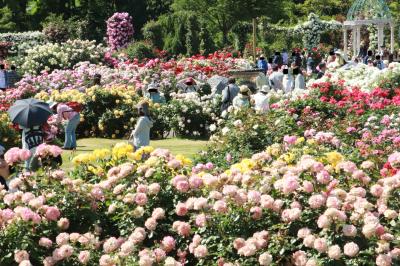 𝐧 𝐚 𝐨 | 5月にバラを見にいったときの🪩🎀 夜の雰囲気も