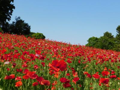 2018GW 国営昭和記念公園