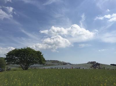 ネモフィラを見たあとに漁港で寿司を食べよう！ひたち海浜公園と那珂湊の旅