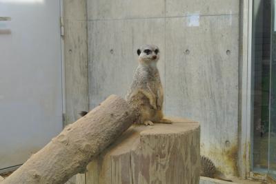 桜咲く円山動物園