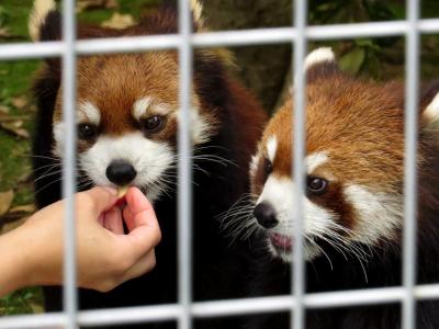 初夏のレッサーパンダ紀行【２】市川市動植物園　浜松からやってきたテルちゃんと、そう言えばほとんど会えていなかったひまわりちゃんに会いに市川へ