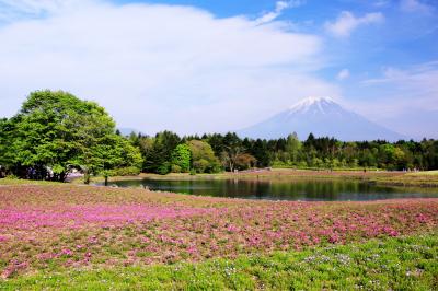 富士山の麓で春を満喫 ～天空のチューリップ畑と富士芝桜まつり～ 