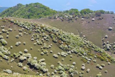 鈴鹿・竜ヶ岳、満開のシロヤシオが当たり年