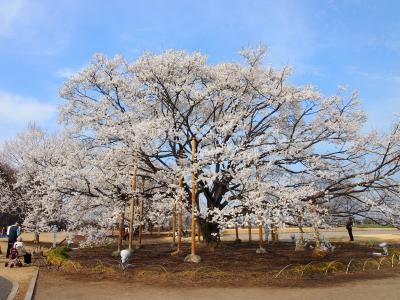 下野市に行き、天平の丘公園の満開の薄墨桜を見てきました