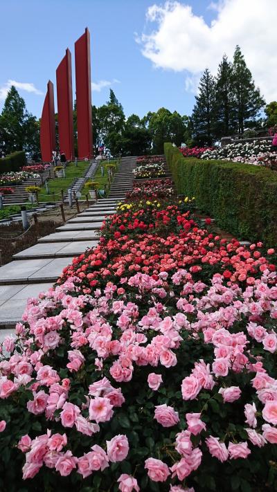 2018年 満開の「荒牧ばら公園」♪