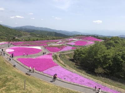 茶臼山高原の芝桜