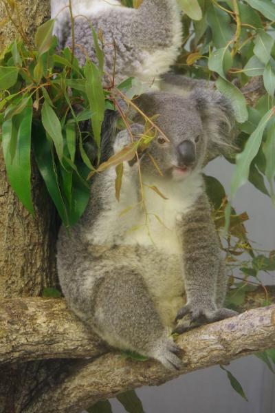 鹿児島市の平川動物公園。土砂降りの動物園でも子供がいっぱい！