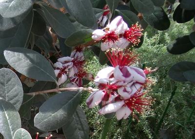 山中湖・花の都公園
