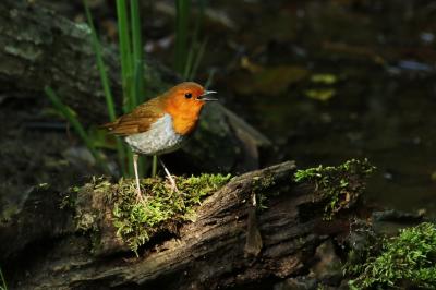 野鳥観察vol.10 コマドリという鳥を撮る。