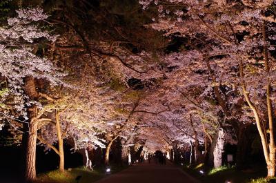 GW後半も函館方面桜めぐり（室蘭⇒黒松内⇒北檜山⇒八雲⇒森⇒北斗⇒函館）