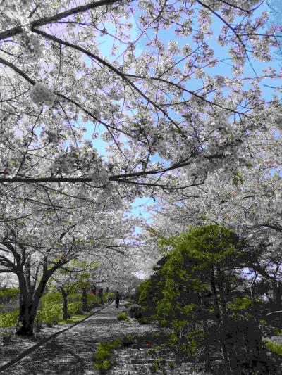 2018年5月　小樽でお花見