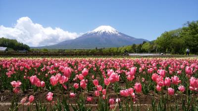 冠雪の富士山を求めて…（2日目：鐘山苑～山中湖～花の都公園～忍野八海～富士芝桜まつり）