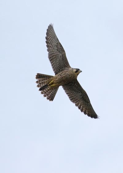 野鳥撮影記録・２０１８年６月－１