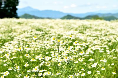 思い出の花カモミール　和名 カミツレ　カミツレの花に包まれた旅　安曇野の旅