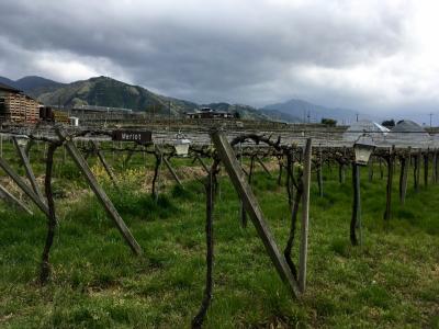 春の甲斐路　ワイナリー巡りとグルメ、そして温泉１泊２日旅／前半