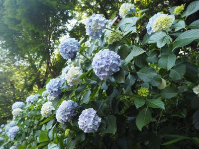 穴場のあじさい名所　飛鳥山のあじさいが満開！