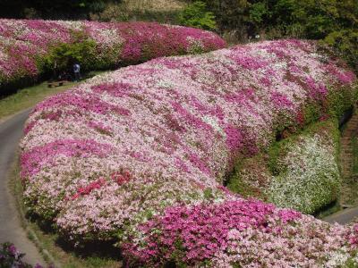 大阪府民の森なるかわ園地