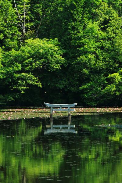 滋賀　花めぐり～平池の杜若、メタセコイヤ並木、大池寺と雲迎寺の皐月