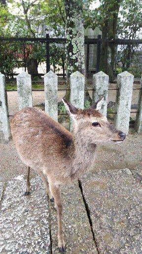 どこかにマイルで広島に参る①雨の宮島