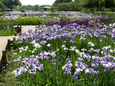 つつじが岡第二公園のハナショウブ_2018（2）_見事に咲き揃って満開です。（群馬県・館林市）