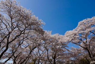 中国から友達家族が来日④in山梨～セントレア