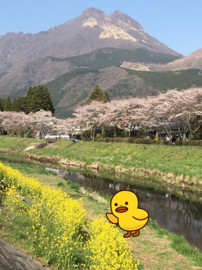 子連れお花見温泉旅行2泊3日 in 由布院＆黒川温泉①