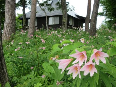 晴れおじさん「北限のヒメサユリ群生地」を撮る