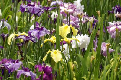 神奈川県立相模原公園（水無月園（花しょうぶ園））