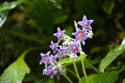 梅雨入り前に北鎌倉の花の寺・東慶寺へ