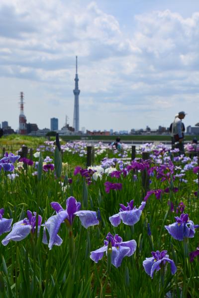 「　江戸はなしょうぶ誕生の地　堀切菖蒲園へ　」2018　　