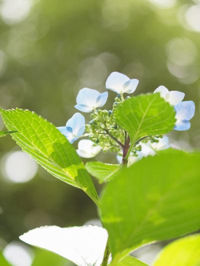 晴れの日と雨の日に紫陽花を見に鶴舞公園へ　ヌンクヌスクのデリランチ＆スイーツ　ベーカリーピカソのおいしいパン